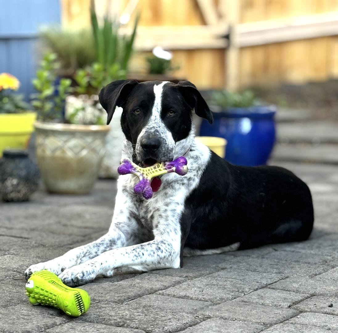 Enlarge Tito - Chill Training Graduate Looking for His Forever Home, a Adoptable mixed breed in Seattle, WA image 2/6