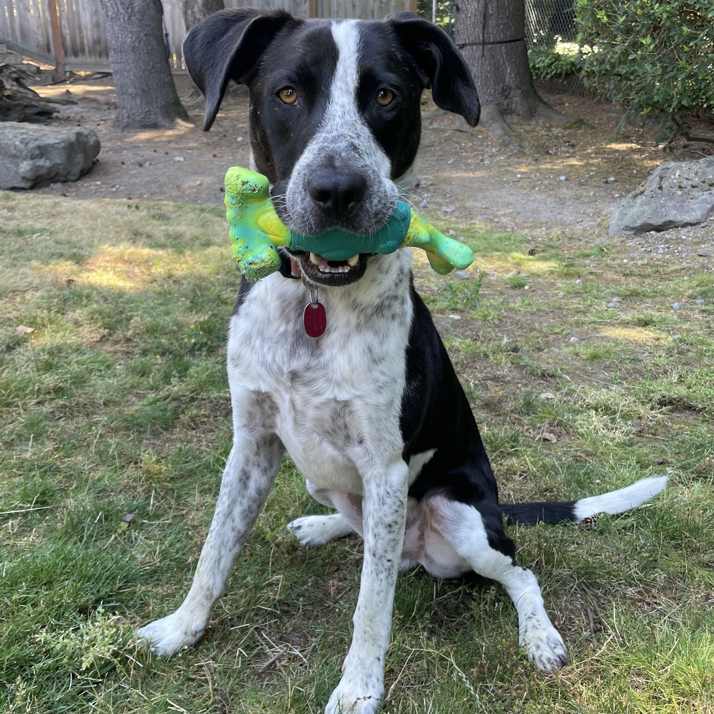 Enlarge Tito - Chill Training Graduate Looking for His Forever Home, a Adoptable mixed breed in Seattle, WA image 3/6