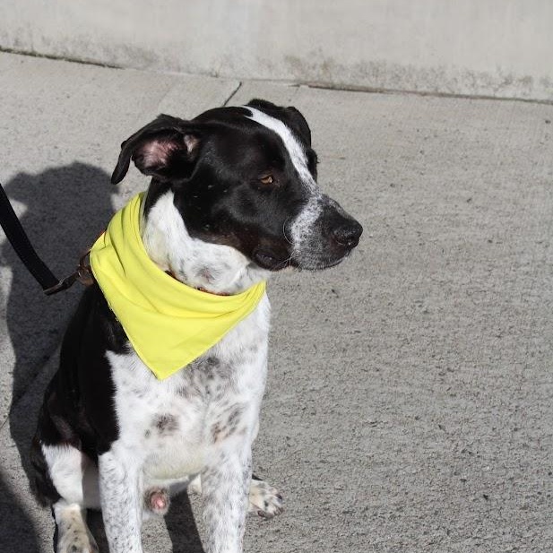 Enlarge Tito - Chill Training Graduate Looking for His Forever Home, a Adoptable mixed breed in Seattle, WA image 4/6