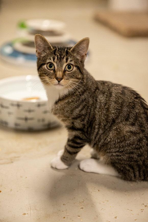Caviar, Adoptable, Kitten Female Domestic Short Hair.