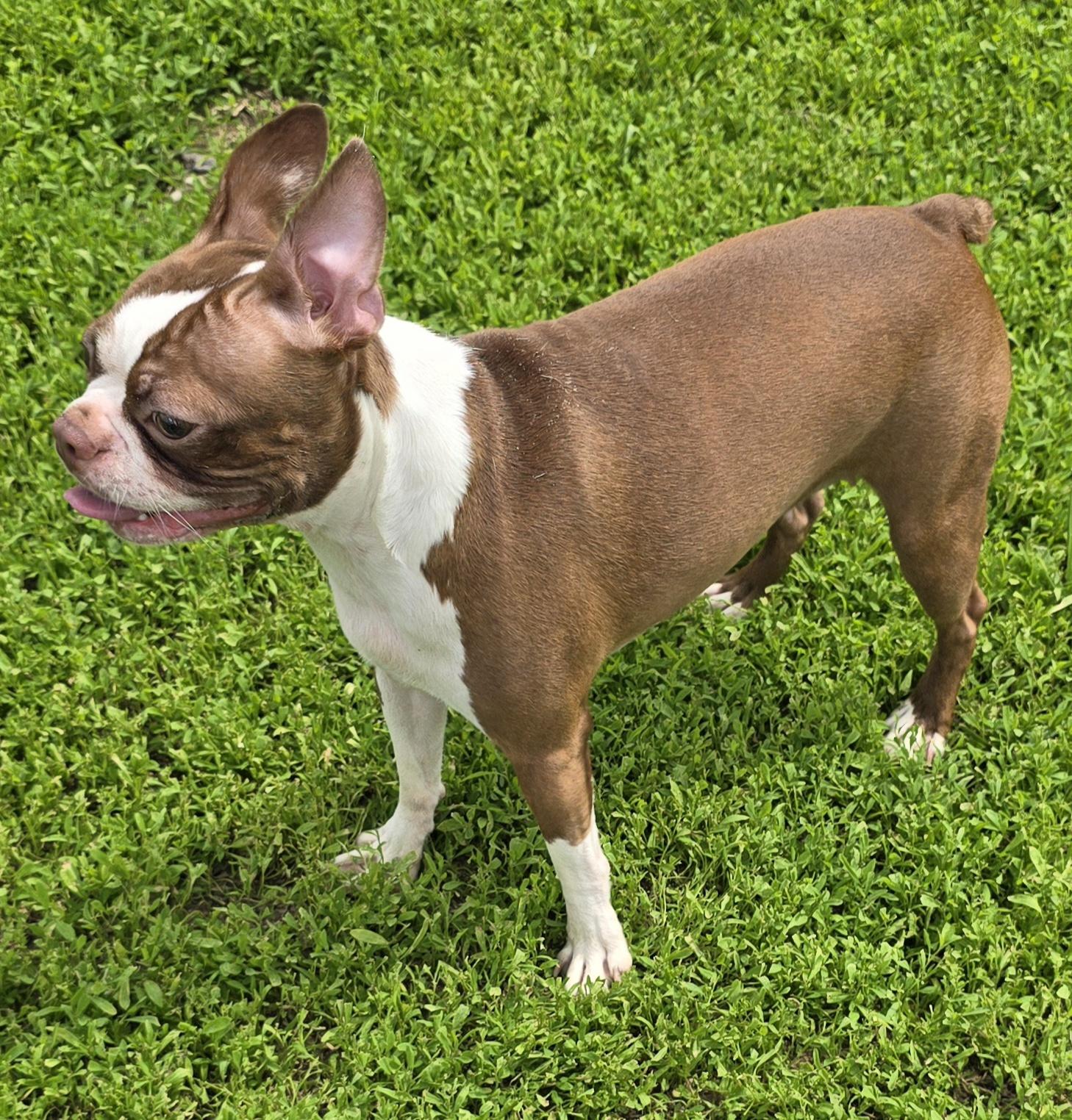 Enlarge Leah, an adopted mixed breed in Terre Haute, IN image 1/6