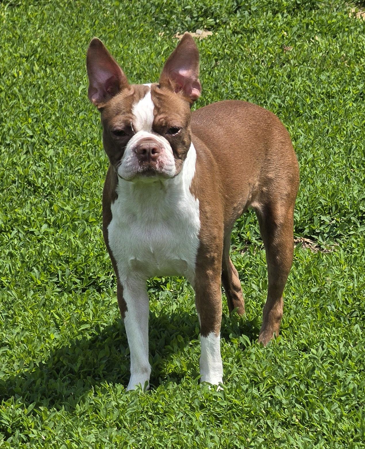 Enlarge Leah, an adopted mixed breed in Terre Haute, IN image 3/6