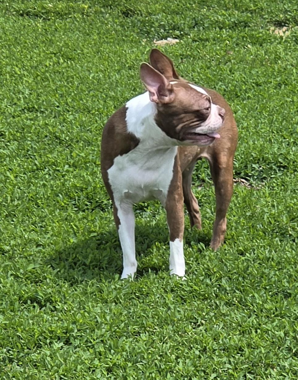 Enlarge Leah, an adopted mixed breed in Terre Haute, IN image 5/6