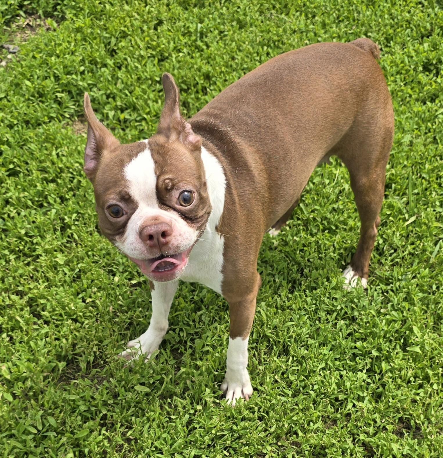 Enlarge Leah, an adopted mixed breed in Terre Haute, IN image 4/6