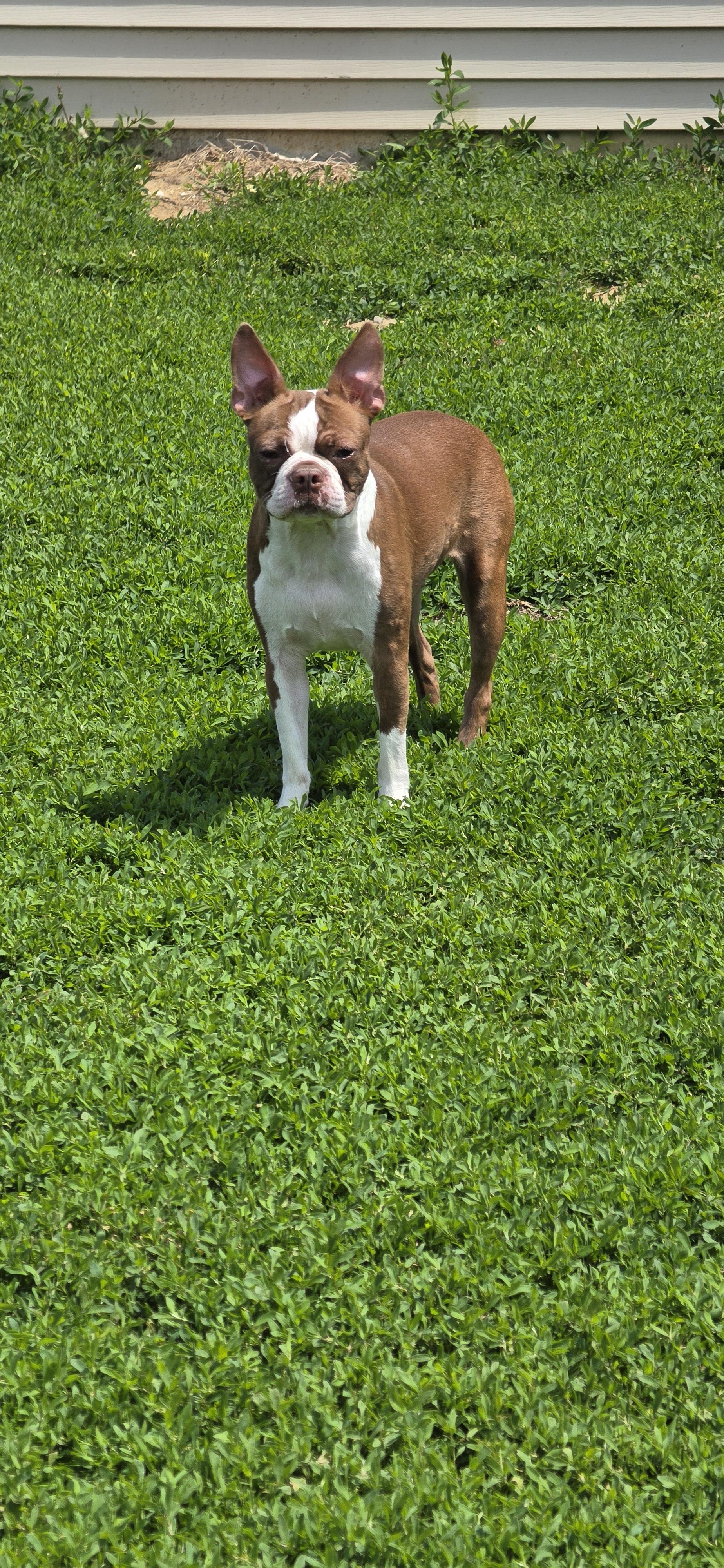 Enlarge Leah, an adopted mixed breed in Terre Haute, IN image 6/6