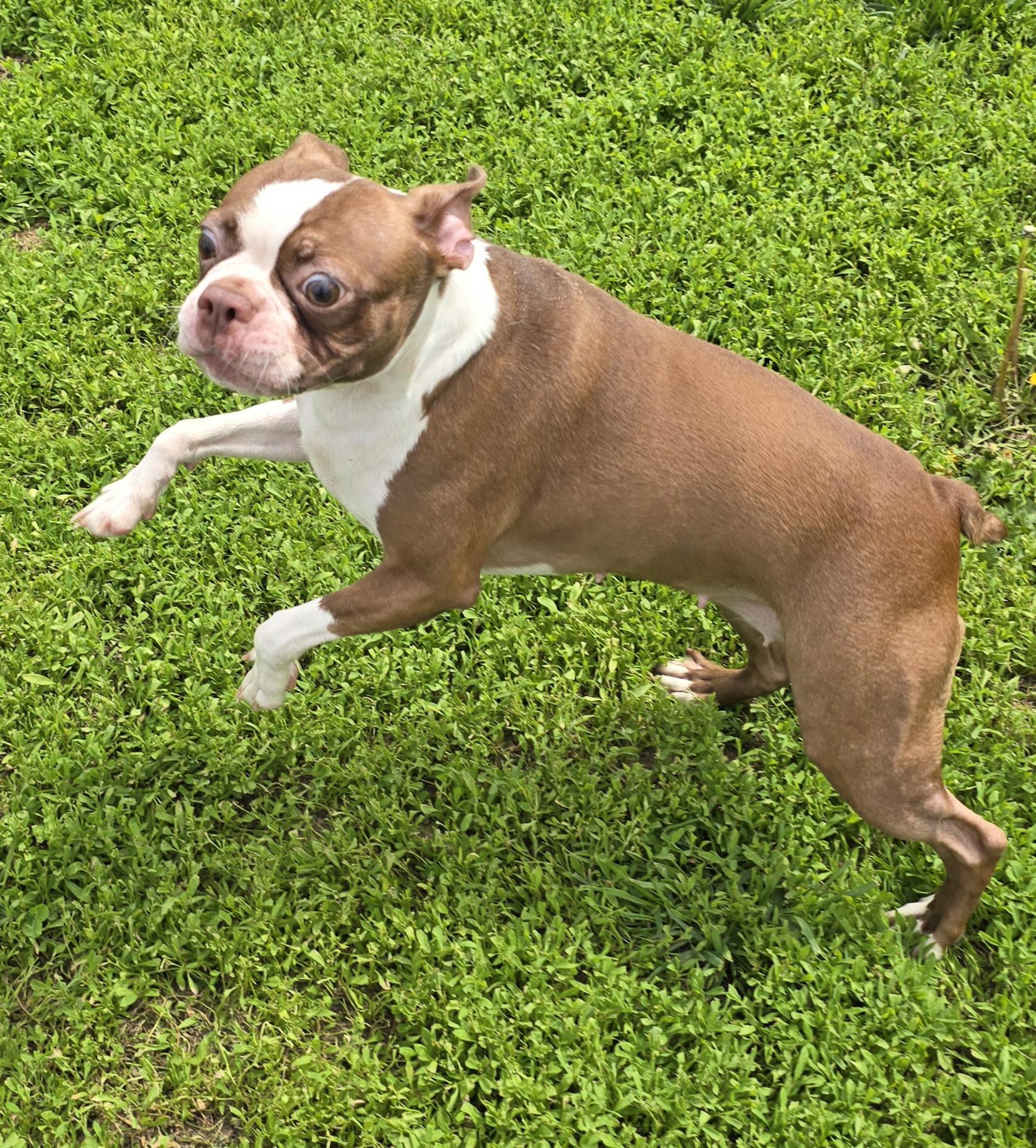 Enlarge Leah, an adopted mixed breed in Terre Haute, IN image 2/6