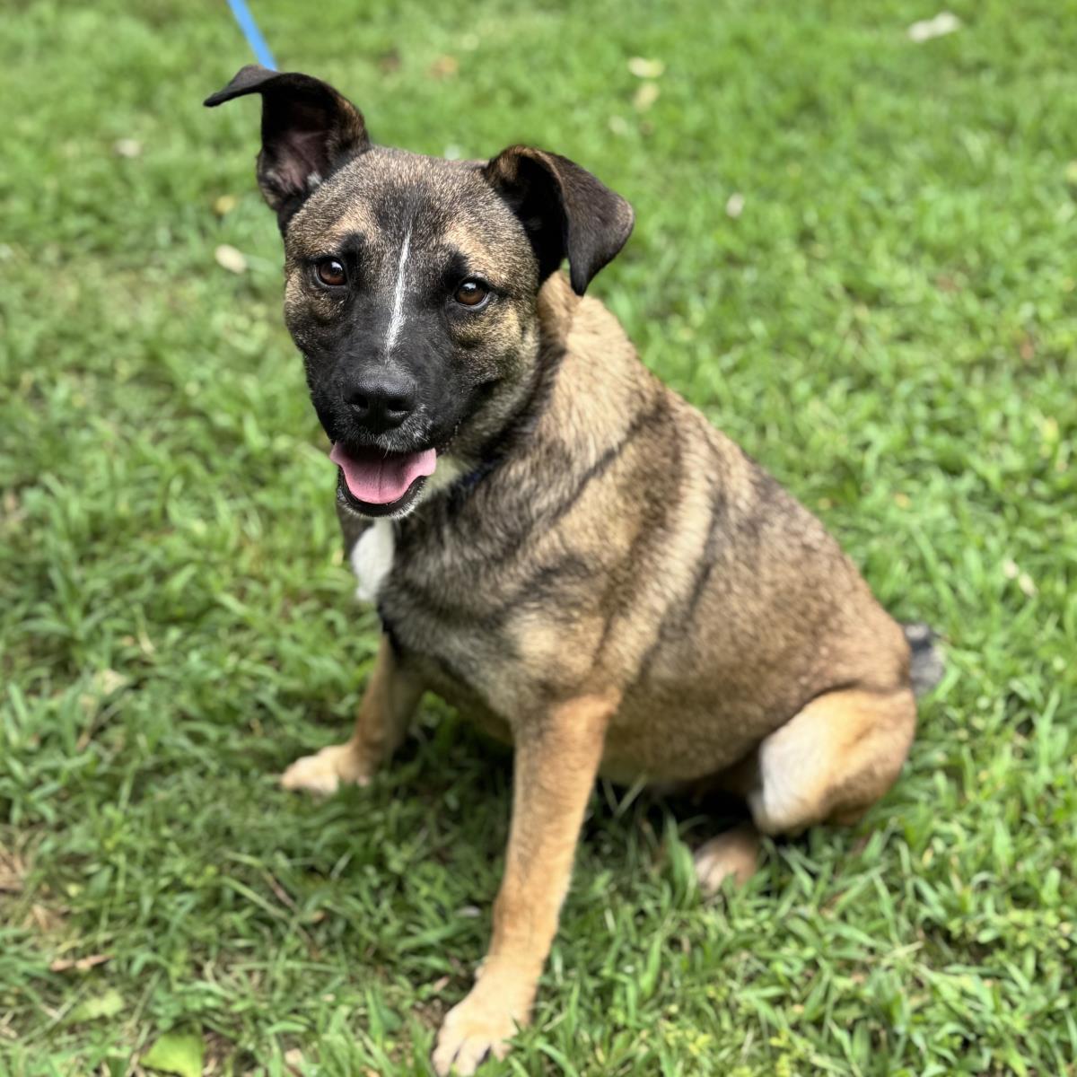 Kie, Adoptable, Young Female Shepherd.