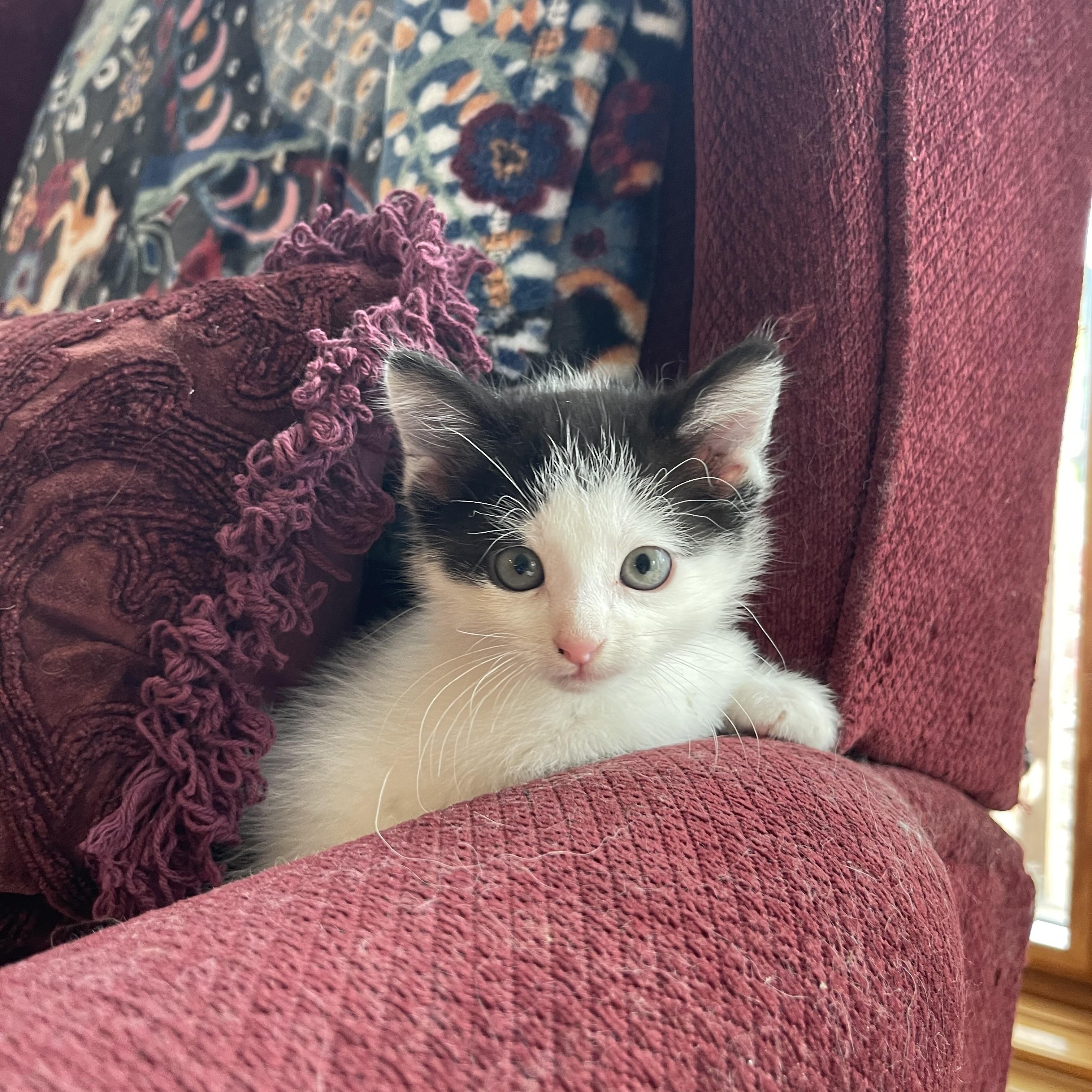 Jersey , a ADOPTABLE Domestic Short Hair in Davison, MI image 5/6
