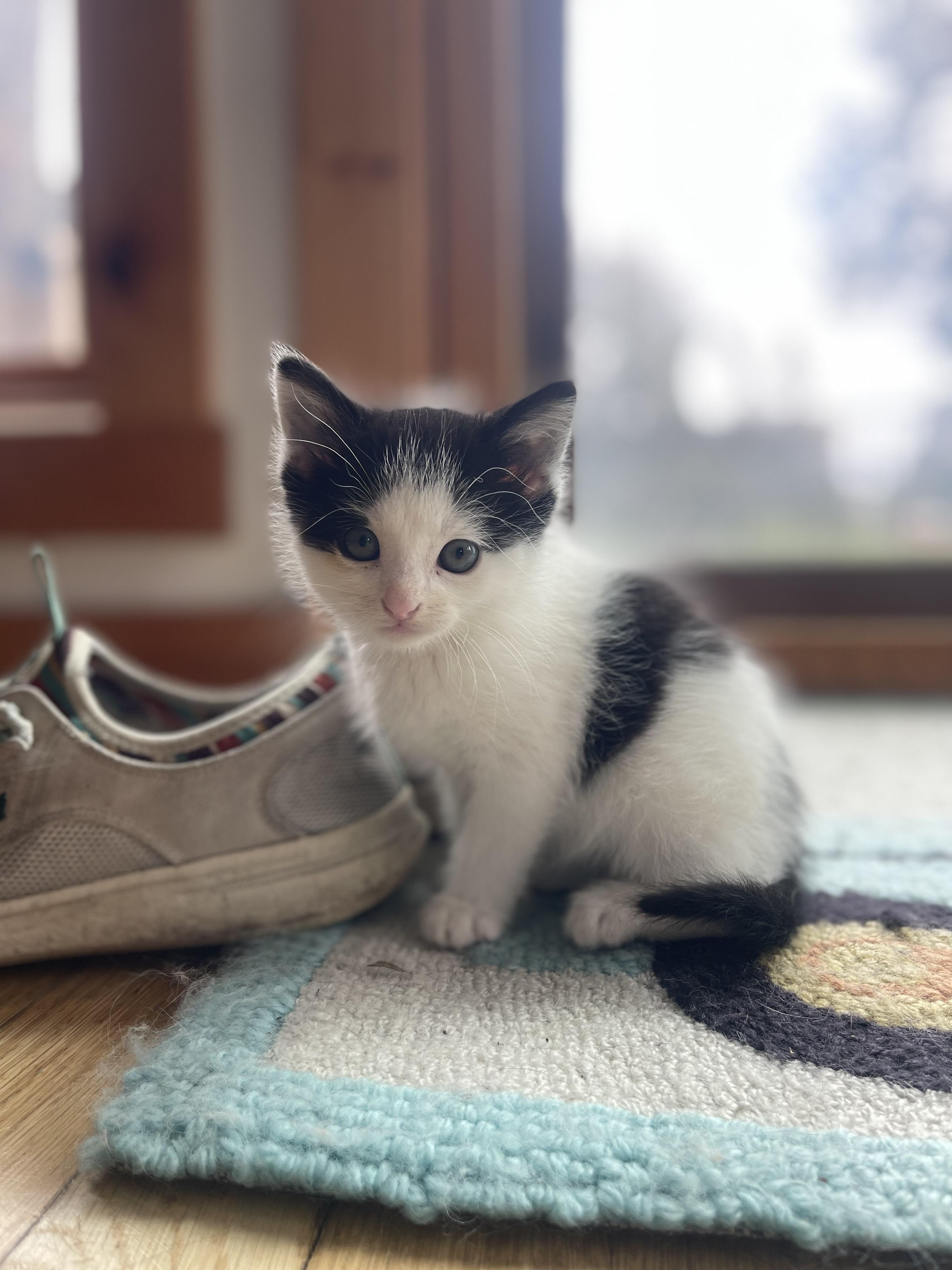 Jersey , a ADOPTABLE Domestic Short Hair in Davison, MI image 2/6