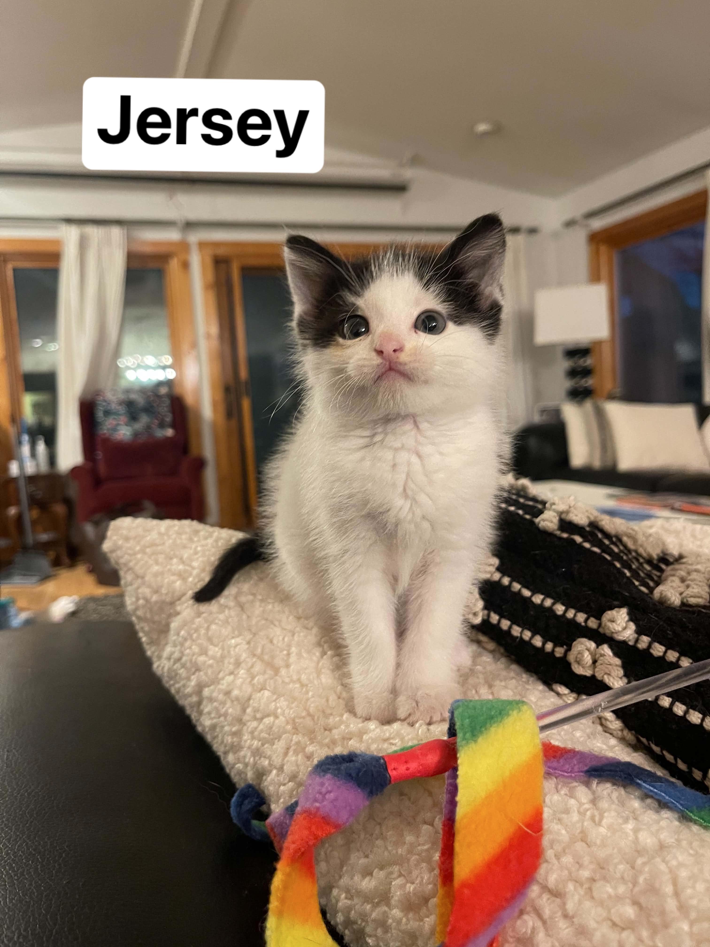 Jersey , ADOPTABLE, Kitten Male Domestic Short Hair.