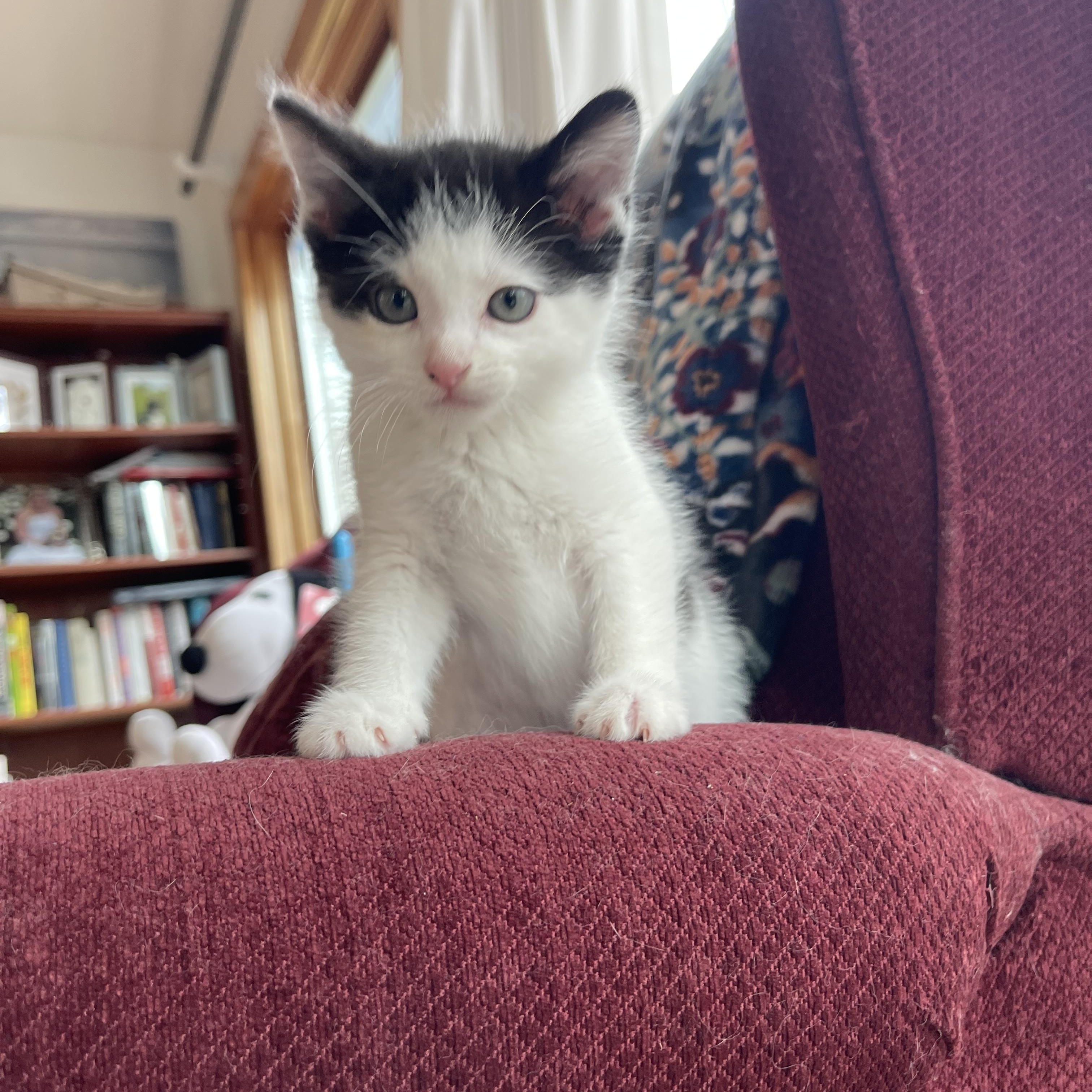 Jersey , a ADOPTABLE Domestic Short Hair in Davison, MI image 6/6