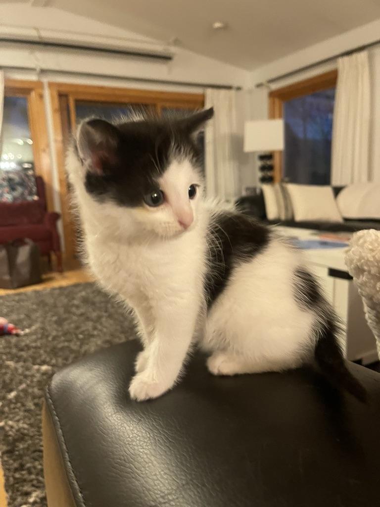 Jersey , a ADOPTABLE Domestic Short Hair in Davison, MI image 3/6