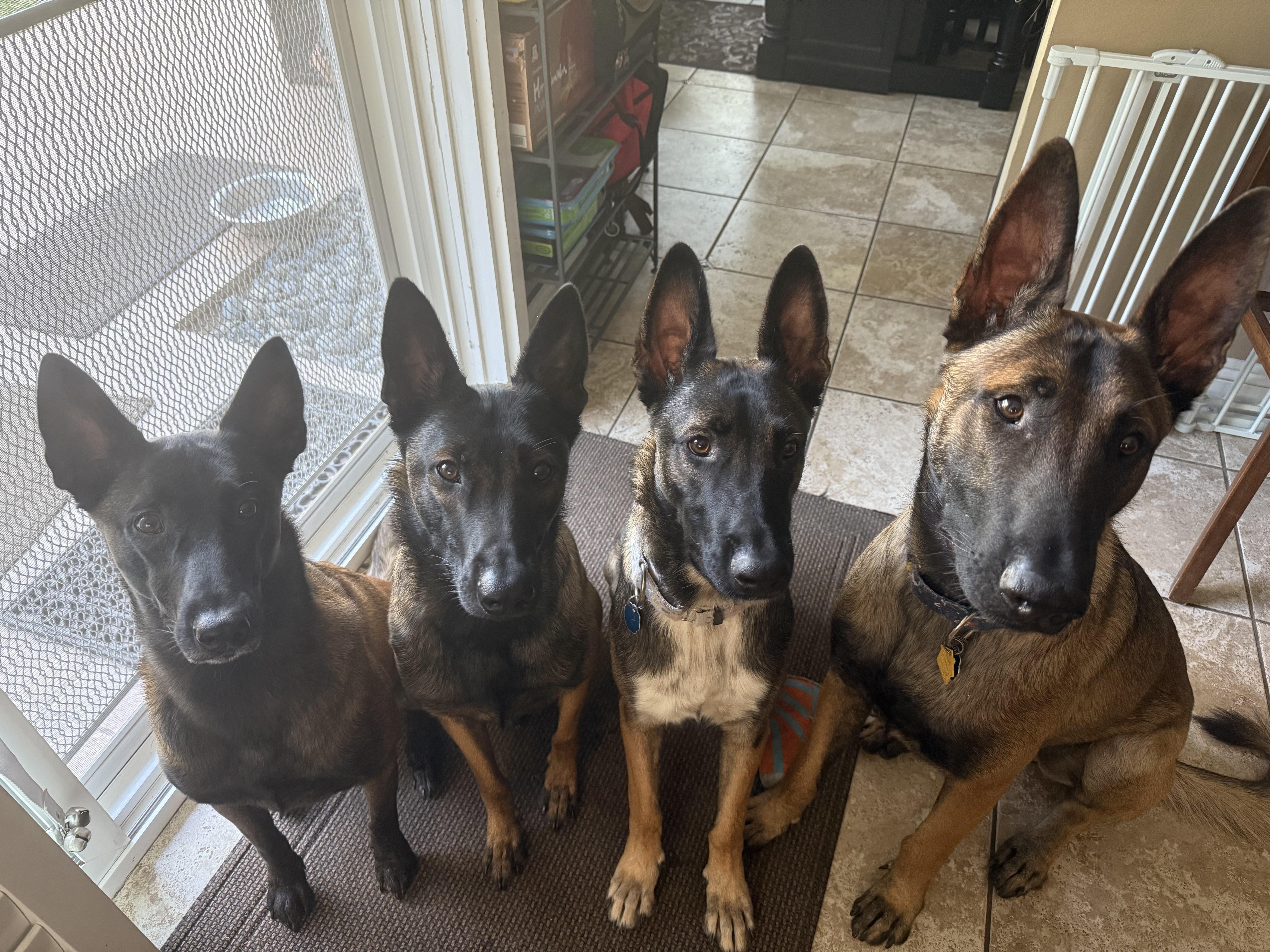 Enlarge Delilah, a Adoptable mixed breed in Burbank, CA image 3/6