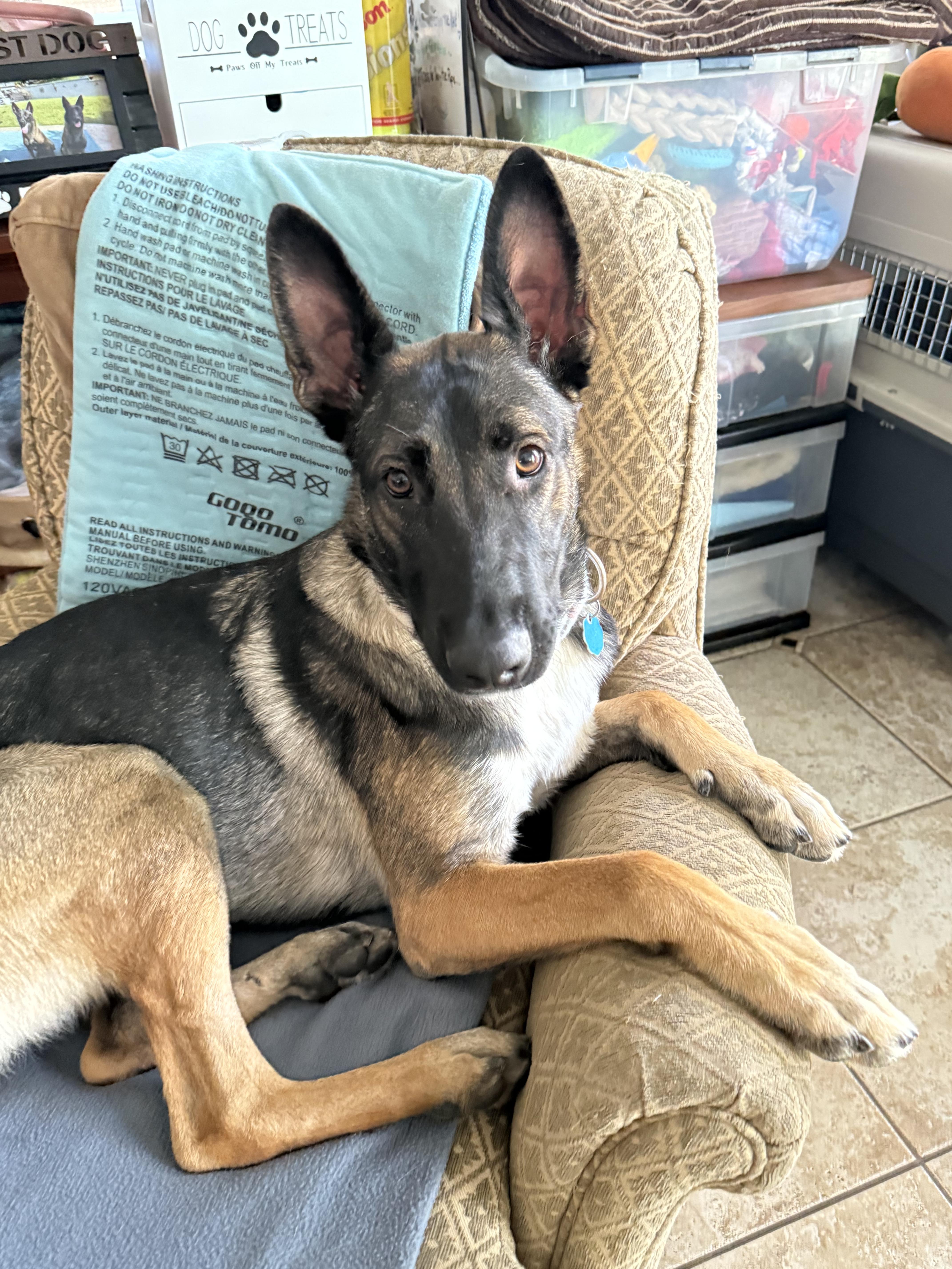 Enlarge Delilah, a Adoptable mixed breed in Burbank, CA image 4/6