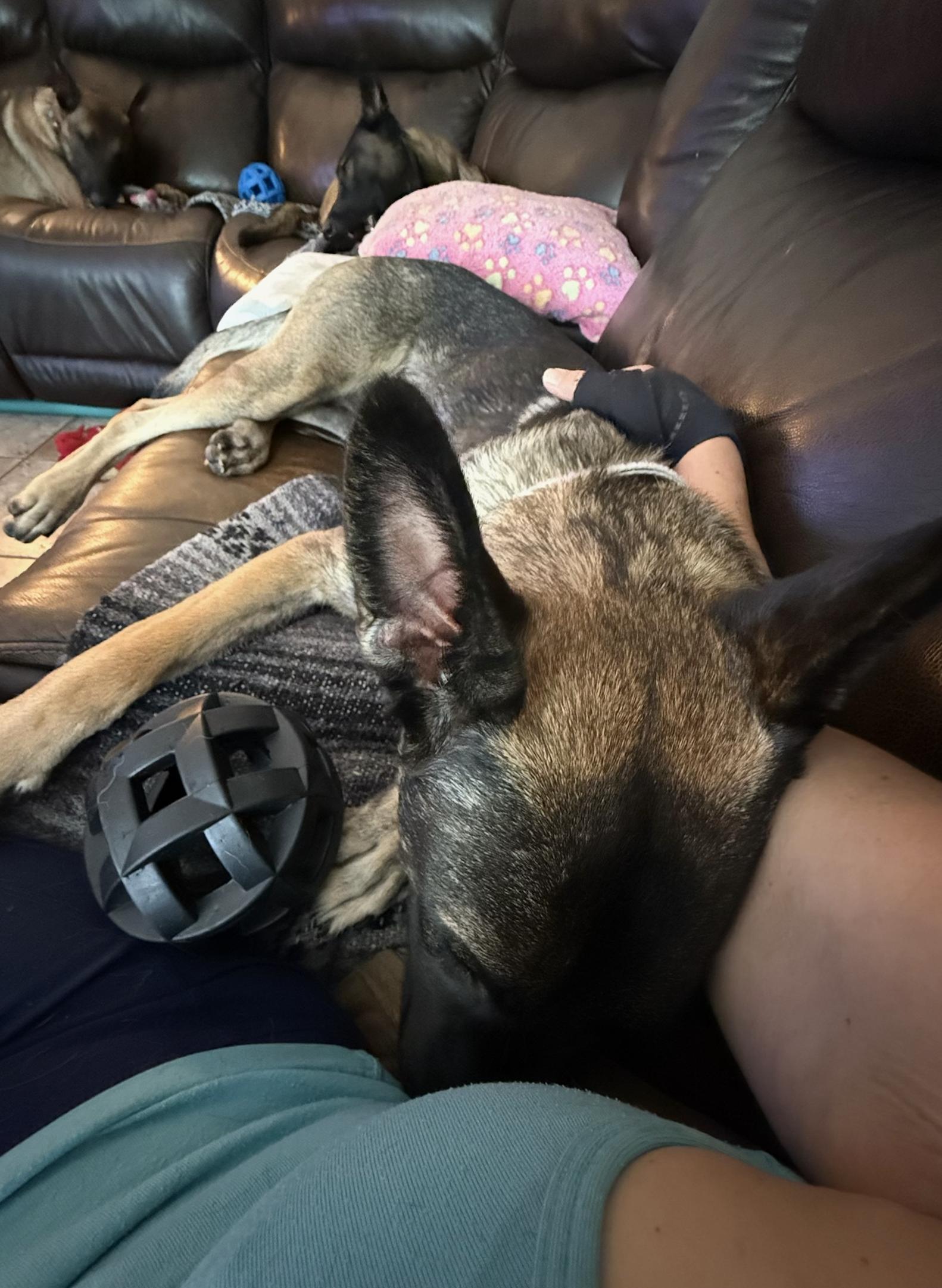 Enlarge Delilah, a Adoptable mixed breed in Burbank, CA image 5/6