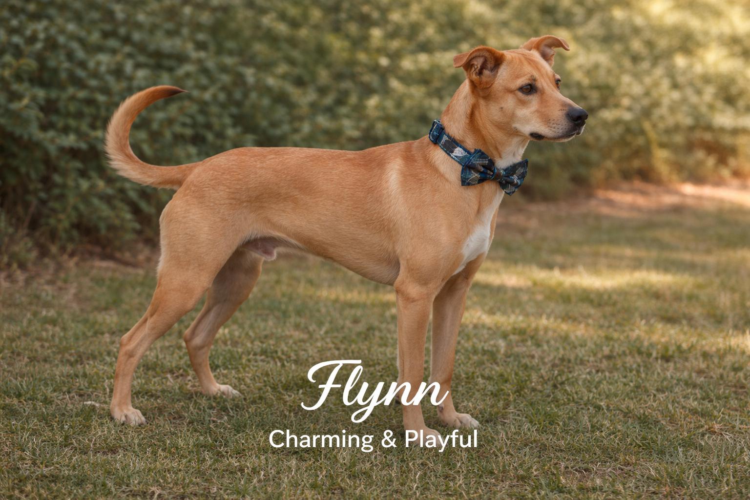 Flynn, a ADOPTABLE mixed breed in Livingston, TX image 1/2