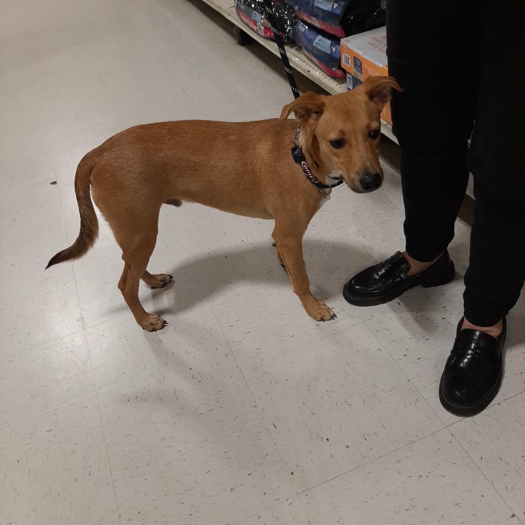 Flynn, ADOPTABLE, Young Male Chihuahua.