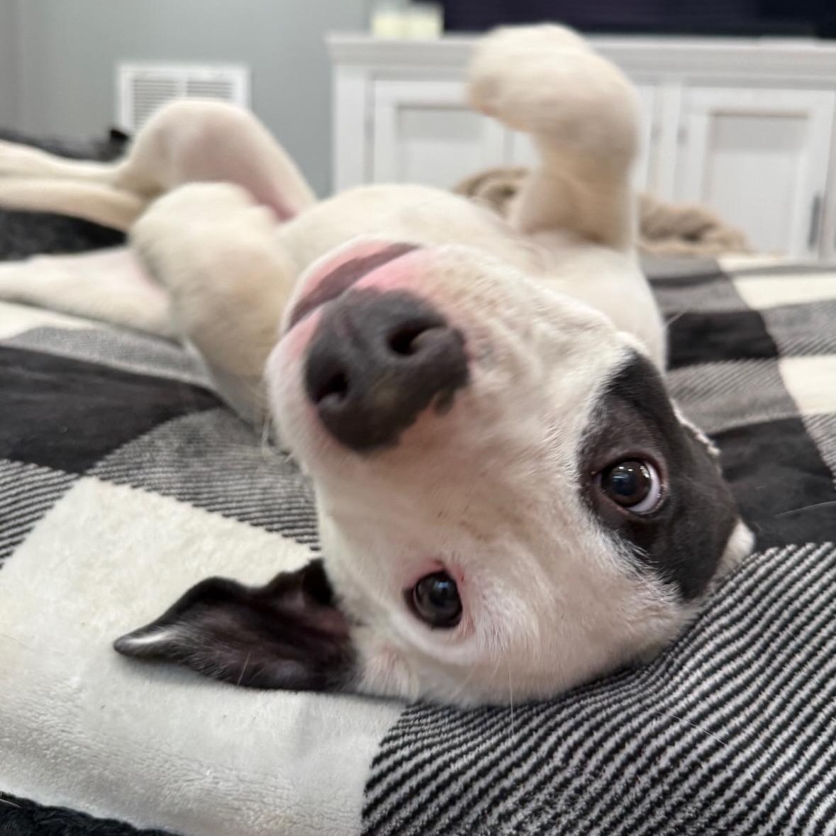 Enlarge Petey, a ADOPTABLE mixed breed in Richmond, VA image 6/6