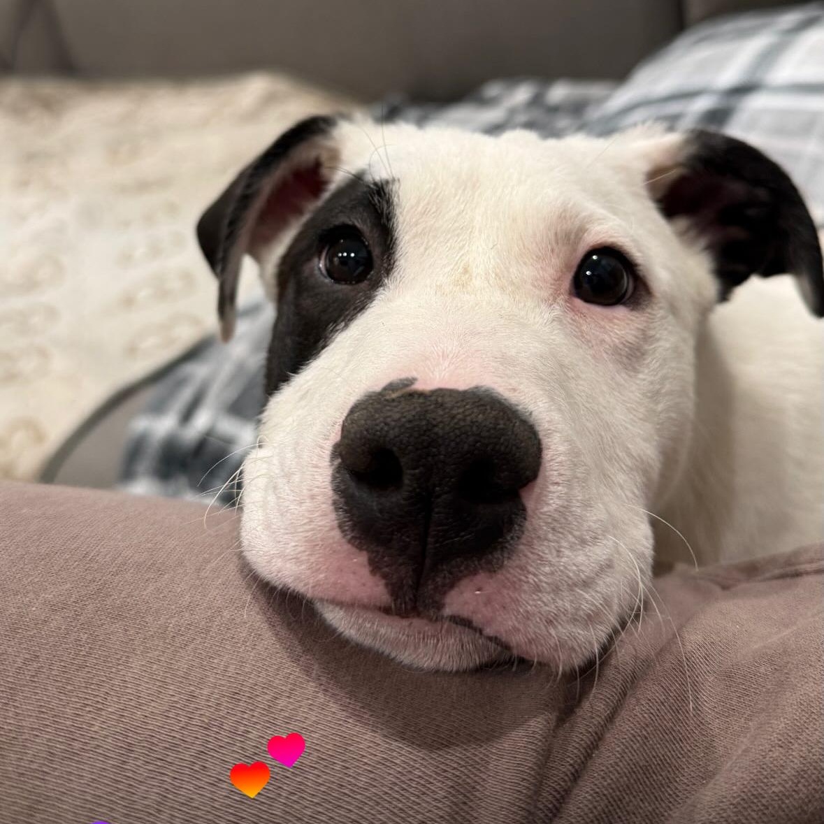 Enlarge Petey, a ADOPTABLE mixed breed in Richmond, VA image 2/6