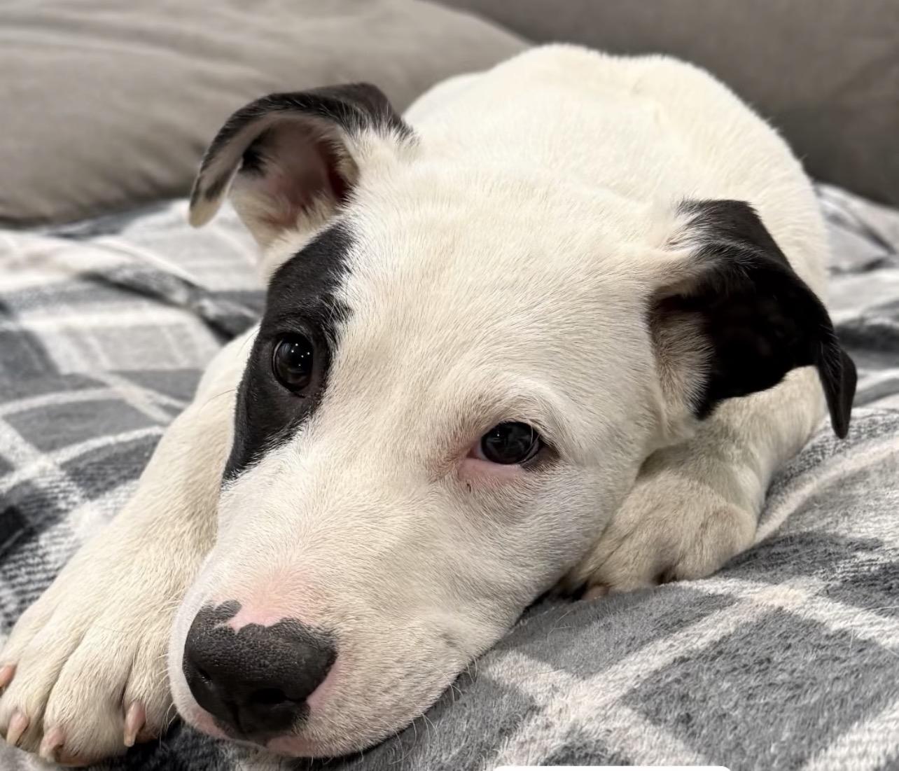 Enlarge Petey, a ADOPTABLE mixed breed in Richmond, VA image 3/6
