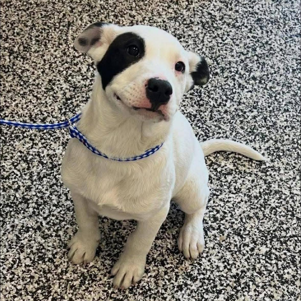 Enlarge Petey, a ADOPTABLE mixed breed in Richmond, VA image 1/6