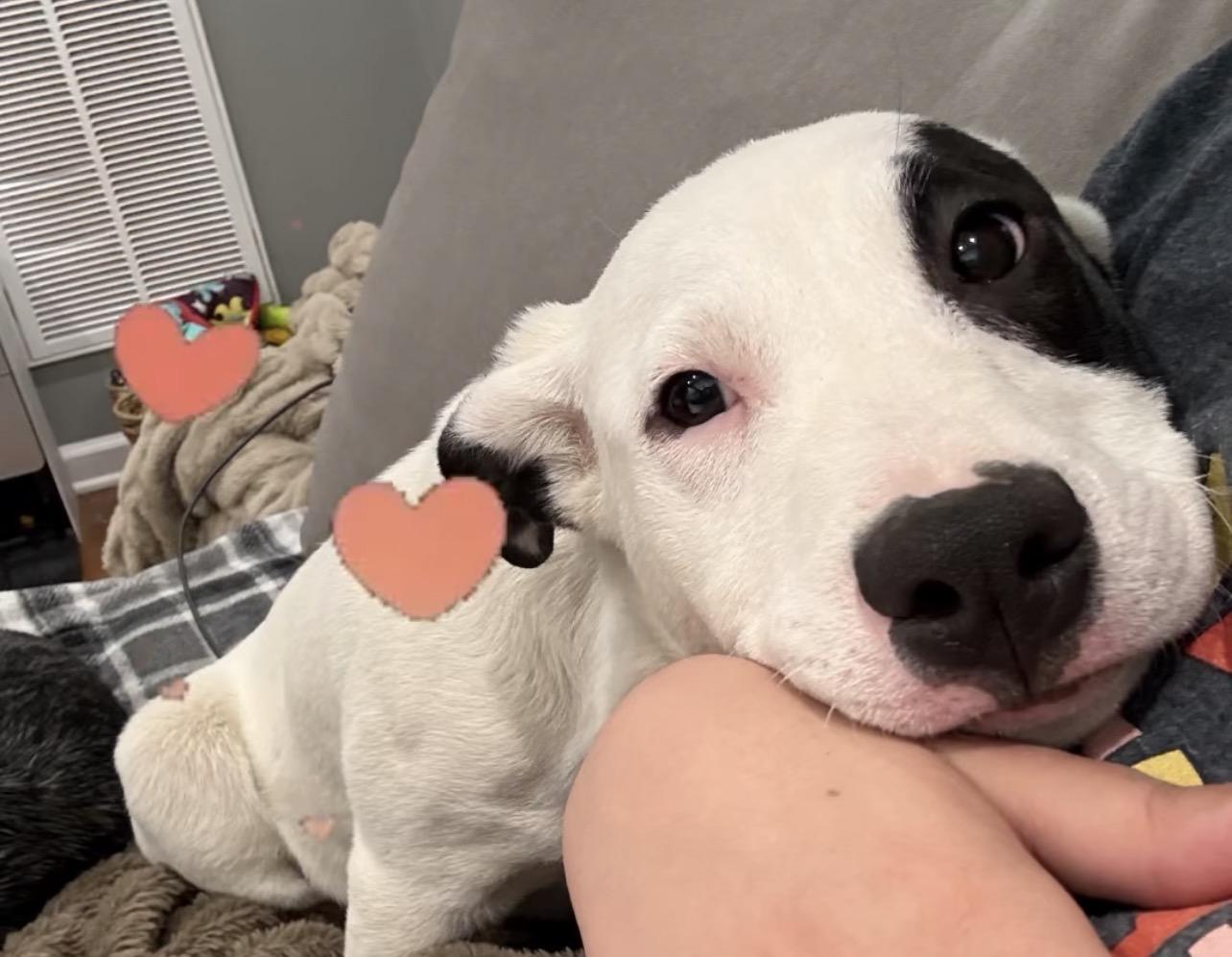 Enlarge Petey, a ADOPTABLE mixed breed in Richmond, VA image 5/6
