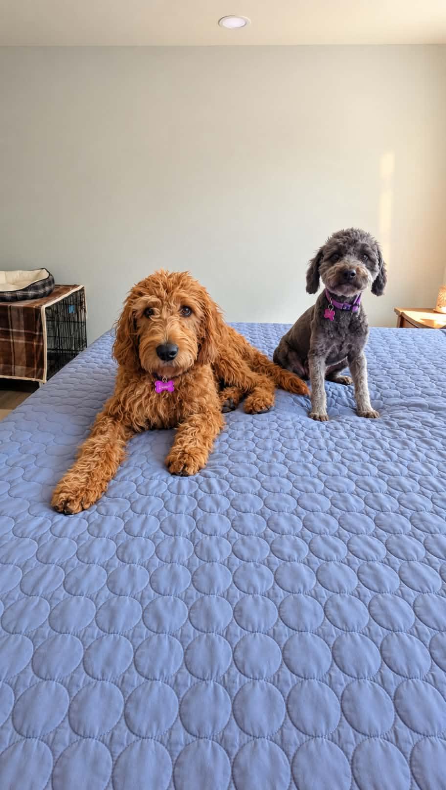 Enlarge Violet, a Adoptable Poodle in Corona, CA image 1/3
