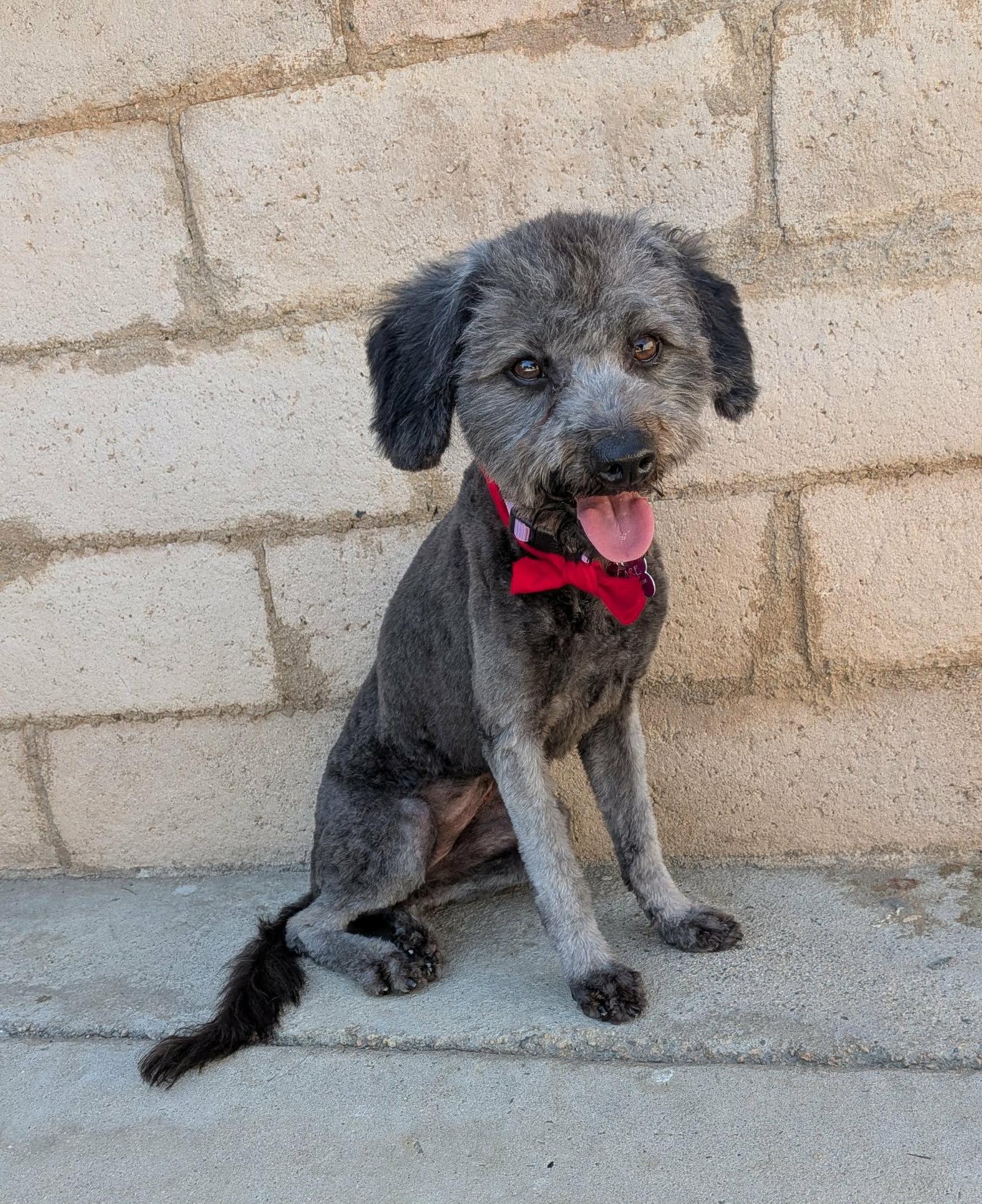 Enlarge Violet, a Adoptable Poodle in Corona, CA image 2/3