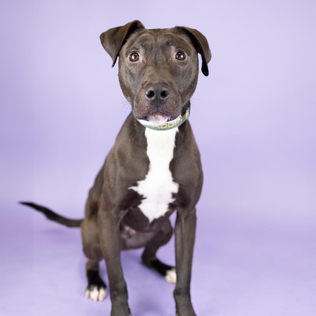 Gerald, Adoptable, Young Male Mixed Breed.