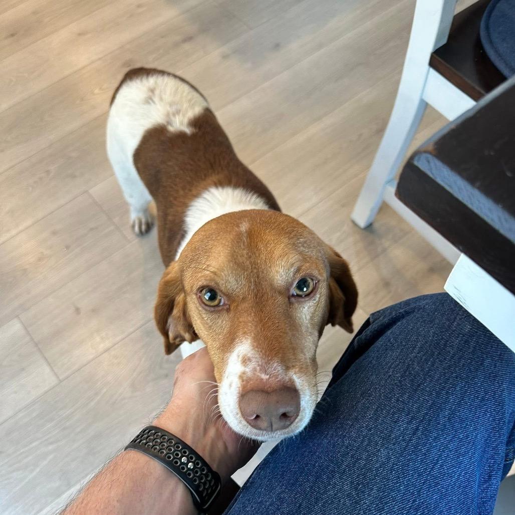 Ryder — thumbnail 2