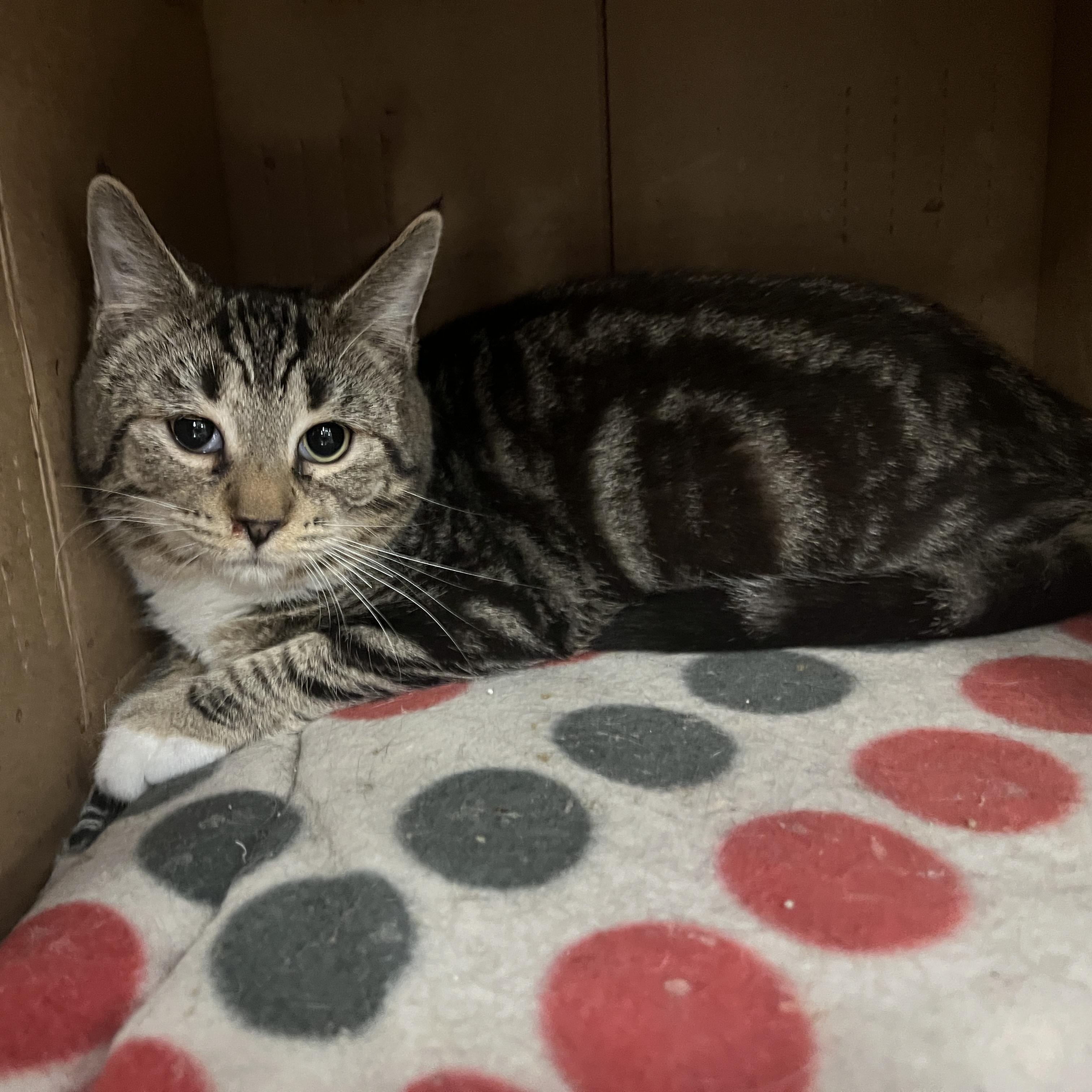 Aldo, ADOPTABLE, Kitten Male Domestic Short Hair.