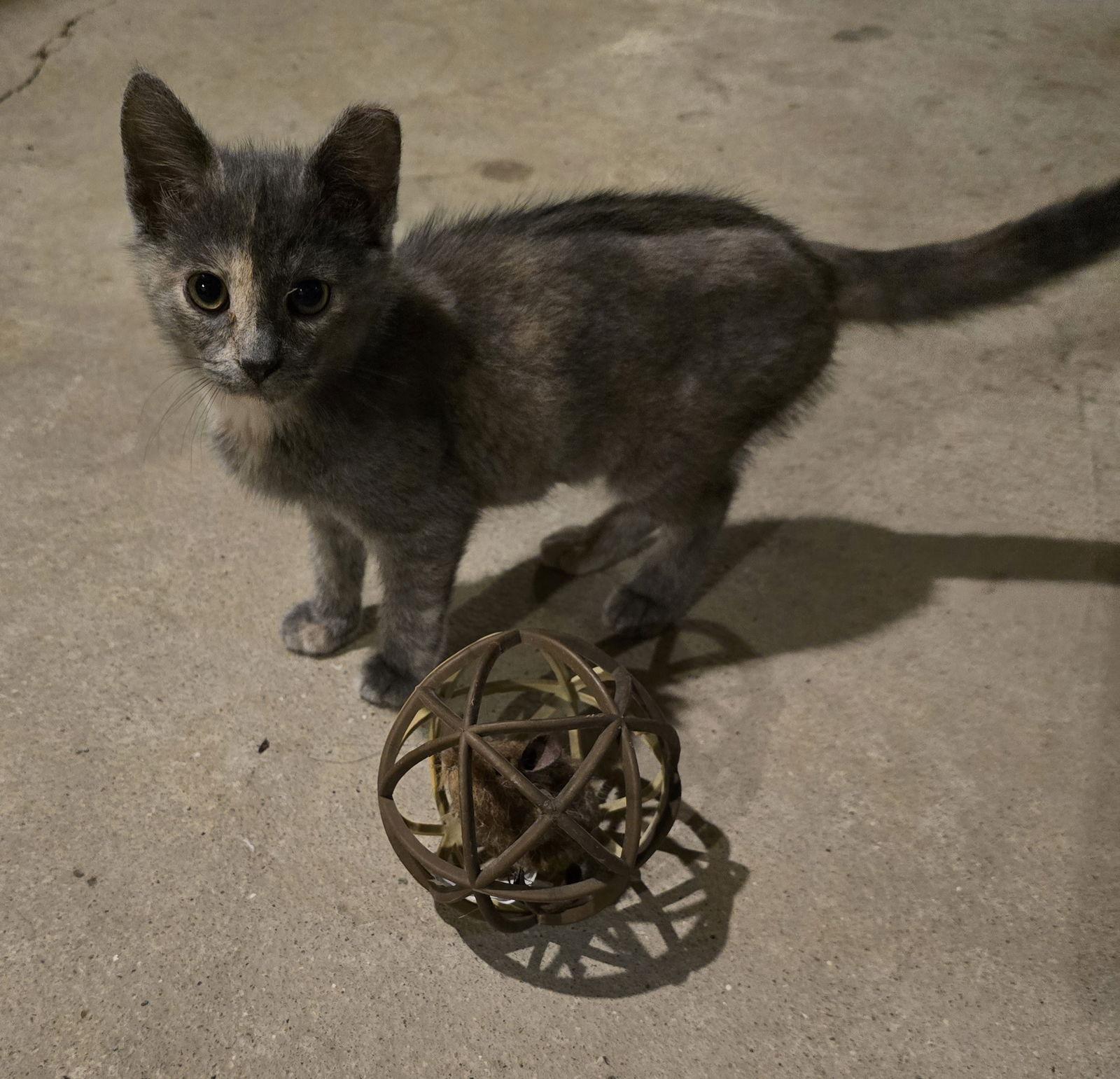 Enlarge Tetra, a Adopted Domestic Short Hair in Columbus, IN image 1/3