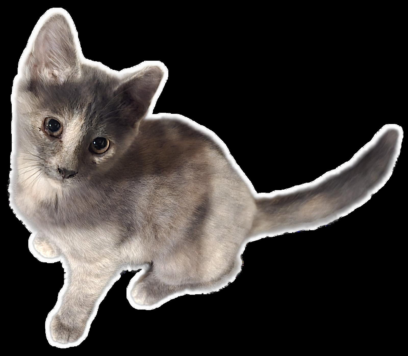 Enlarge Tetra, a Adopted Domestic Short Hair in Columbus, IN image 3/3