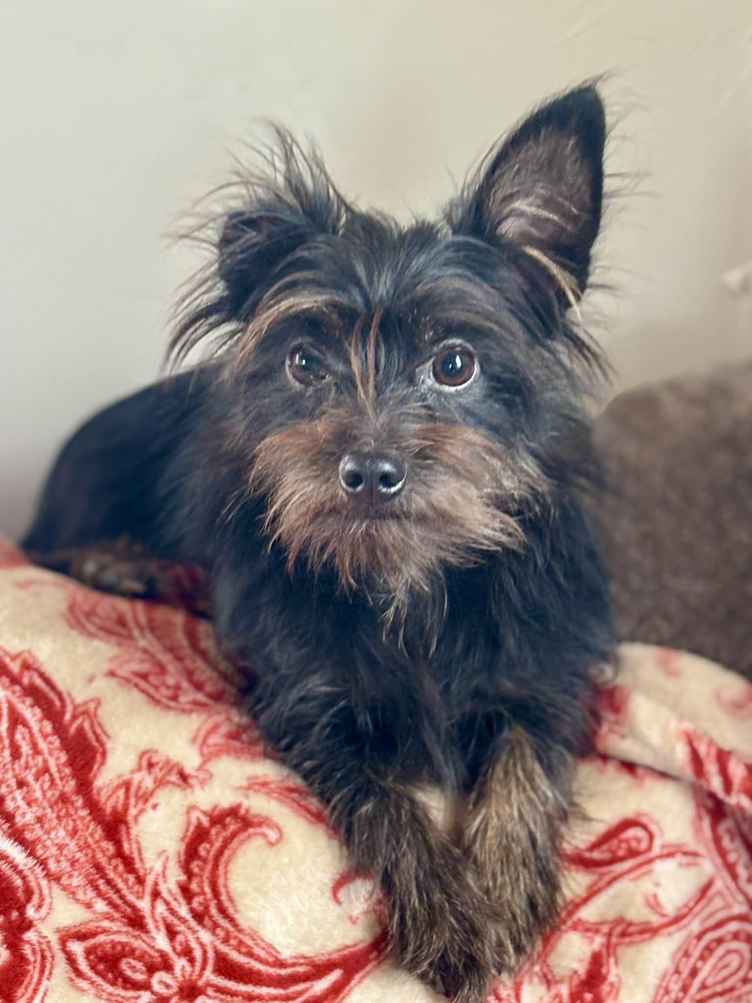 Enlarge Koda, an adopted mixed breed in Piedmont, OK image 1/1