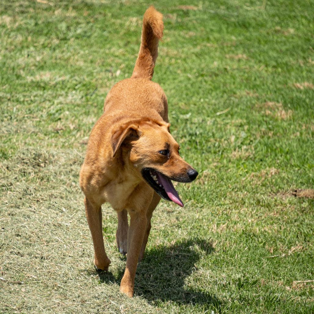 Enlarge Lucy, a Adoptable Mixed Breed in Emporia, KS image 2/6