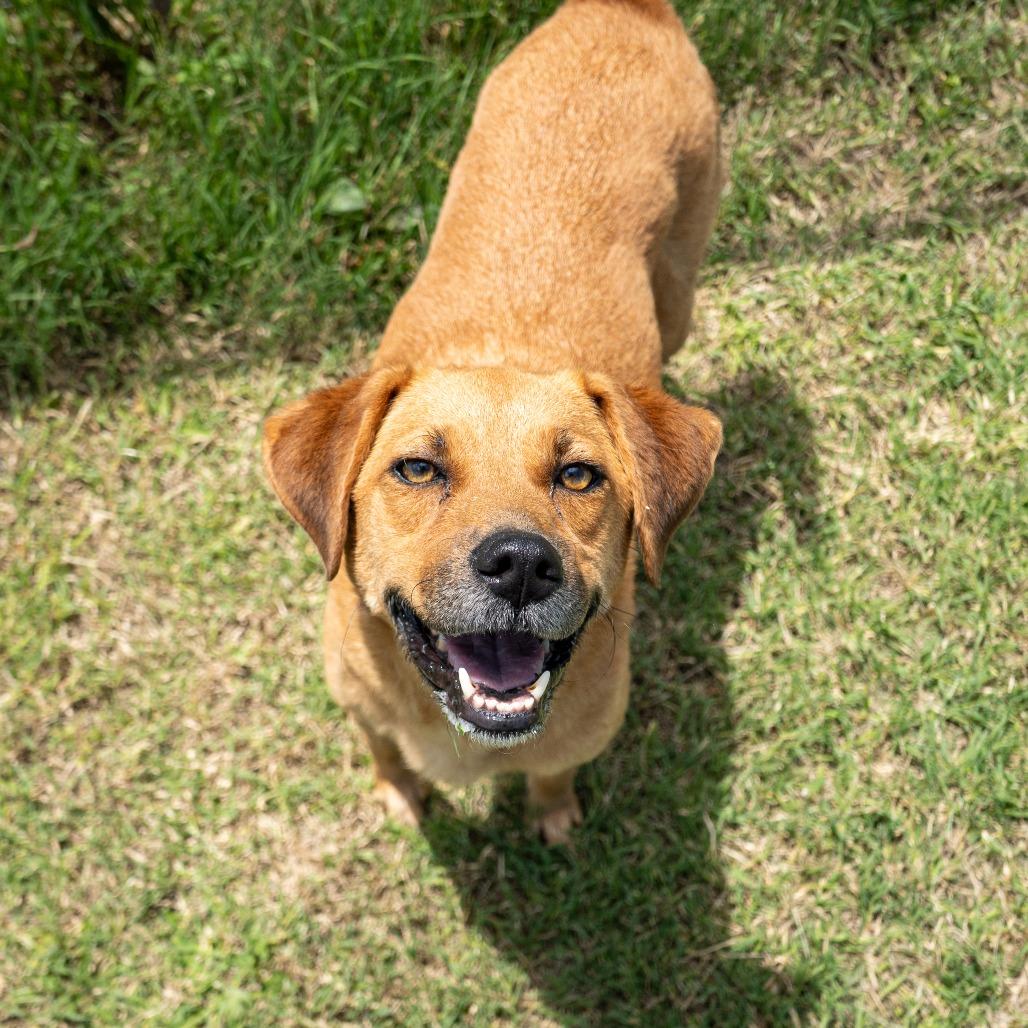 Enlarge Lucy, a Adoptable Mixed Breed in Emporia, KS image 3/6