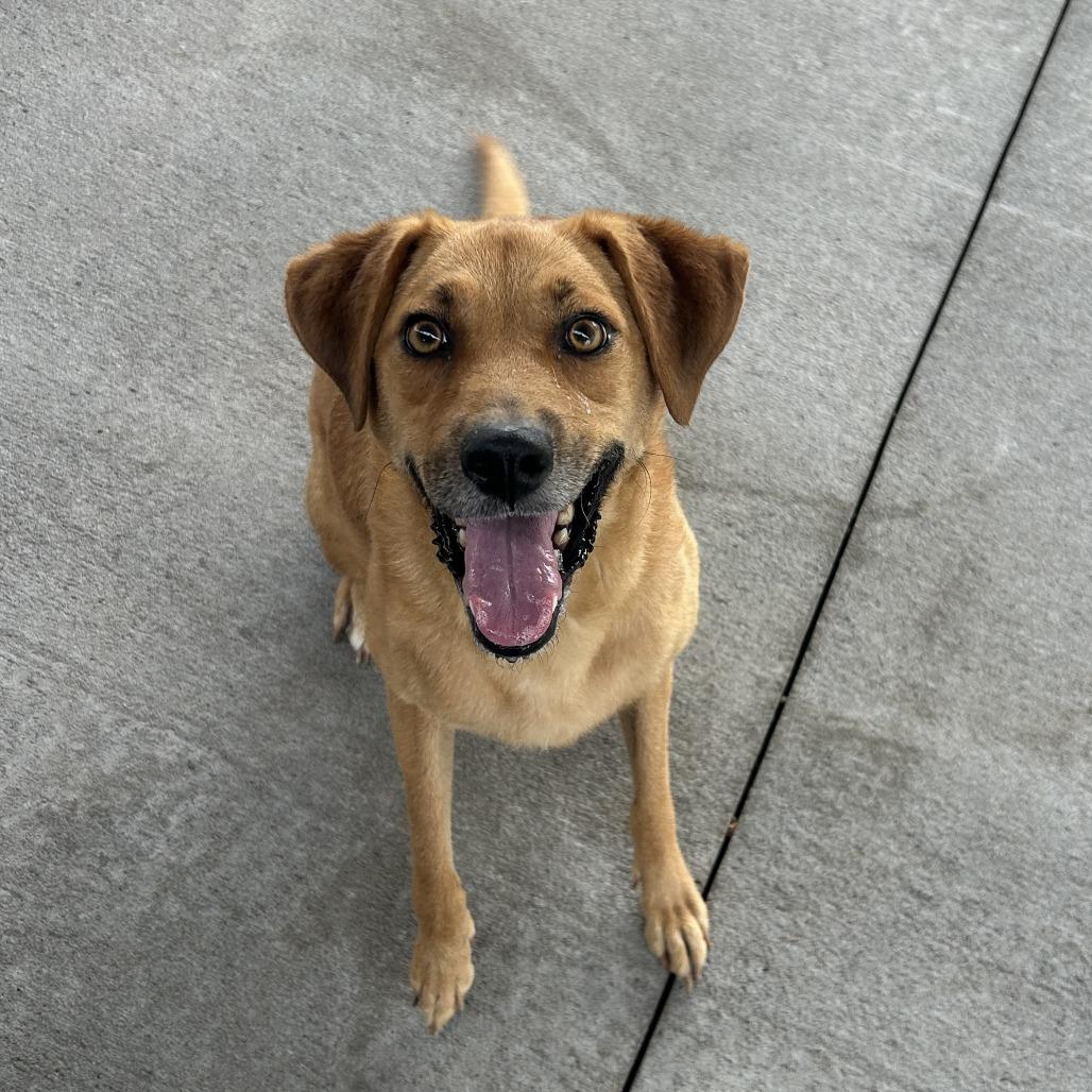 Enlarge Lucy, a Adoptable Mixed Breed in Emporia, KS image 4/6
