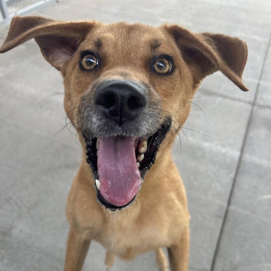Enlarge Lucy, a Adoptable Mixed Breed in Emporia, KS image 5/6
