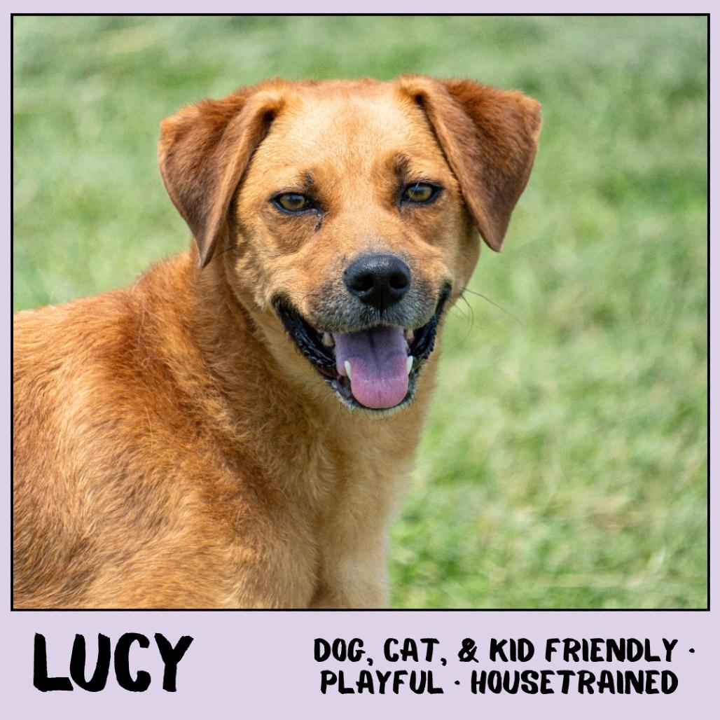 Lucy, a Adoptable Mixed Breed in Emporia, KS image 5/6
