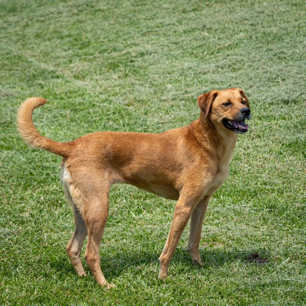 Enlarge Lucy, a Adoptable Mixed Breed in Emporia, KS image 6/6