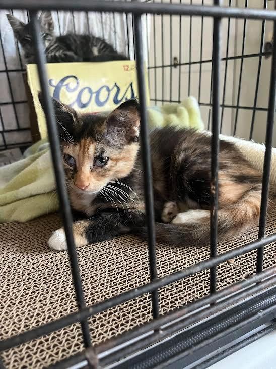 Suki, Adoptable, Kitten Female Tabby.