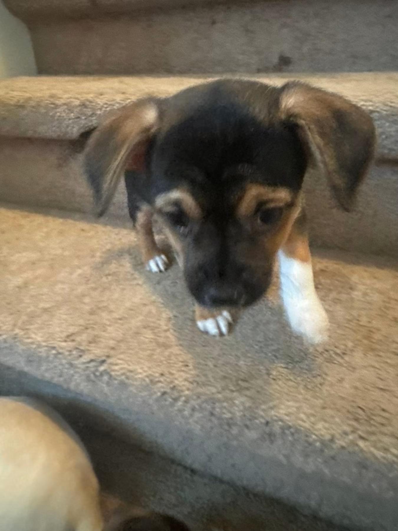 Schroeder, Adoptable, Puppy Male Chihuahua & Beagle.