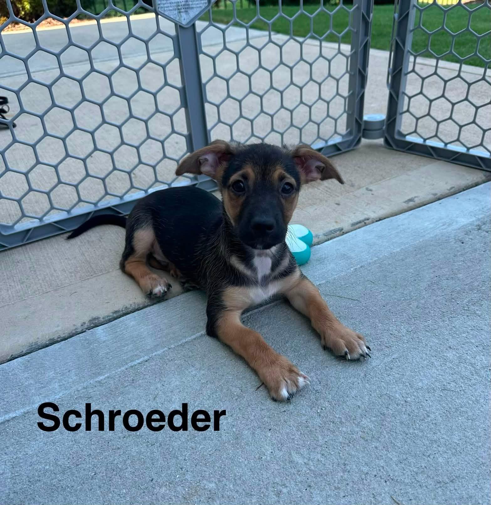 Schroeder, a Adoptable mixed breed in Matthews, NC image 1/2
