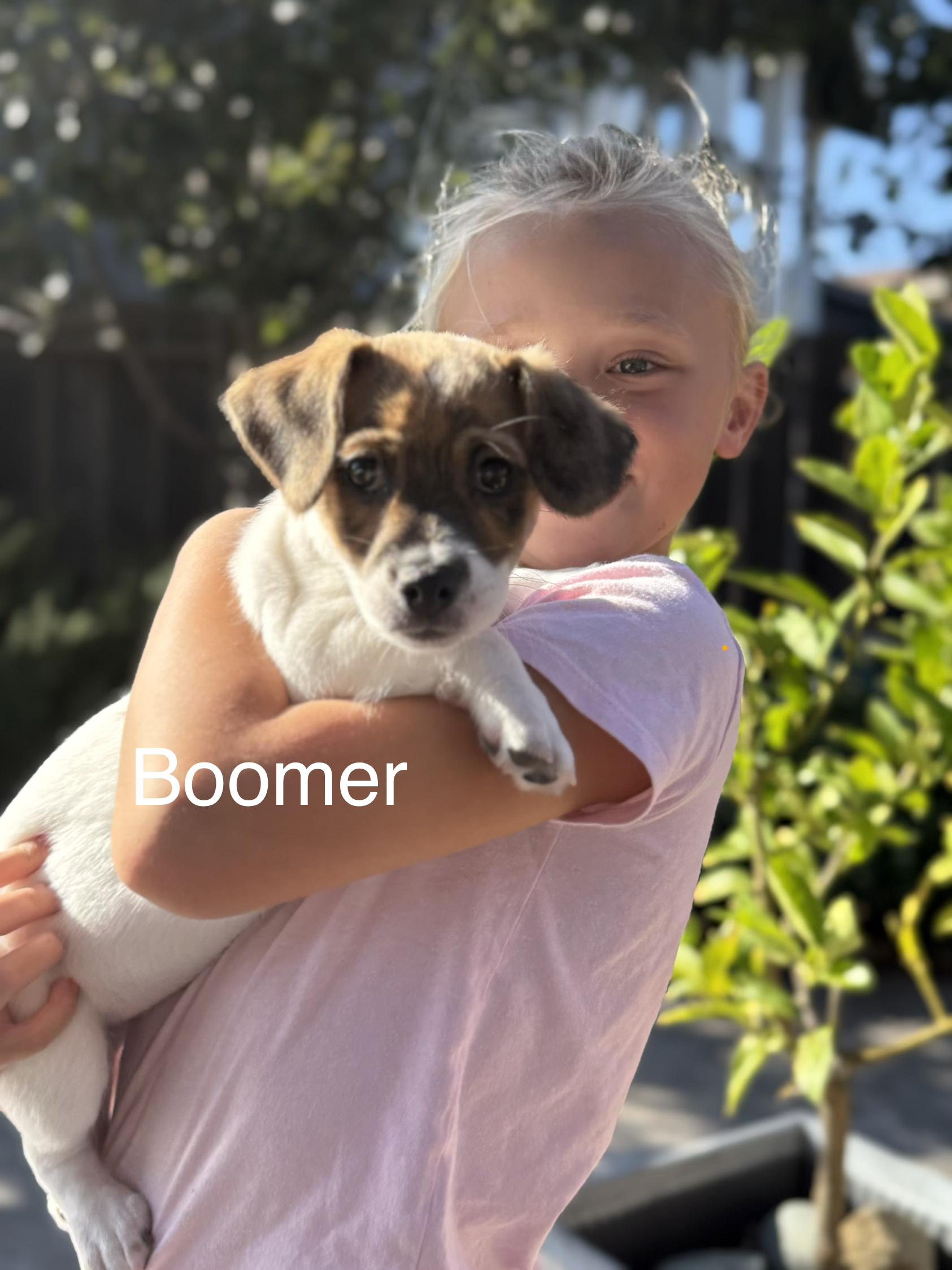 Boomer, Adoptable, Puppy Male Beagle.