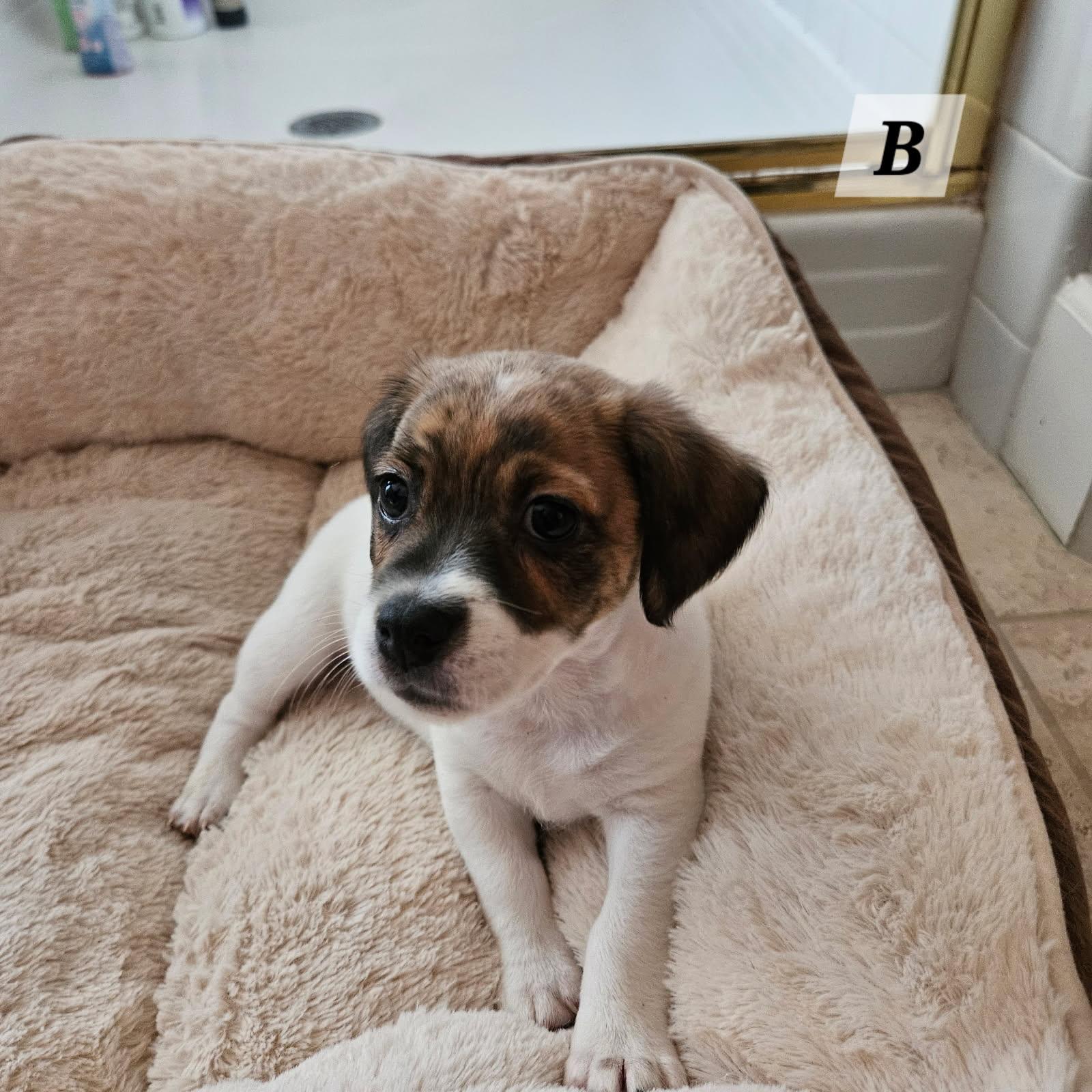 Enlarge Boomer, a Adoptable mixed breed in benicia, CA image 2/4