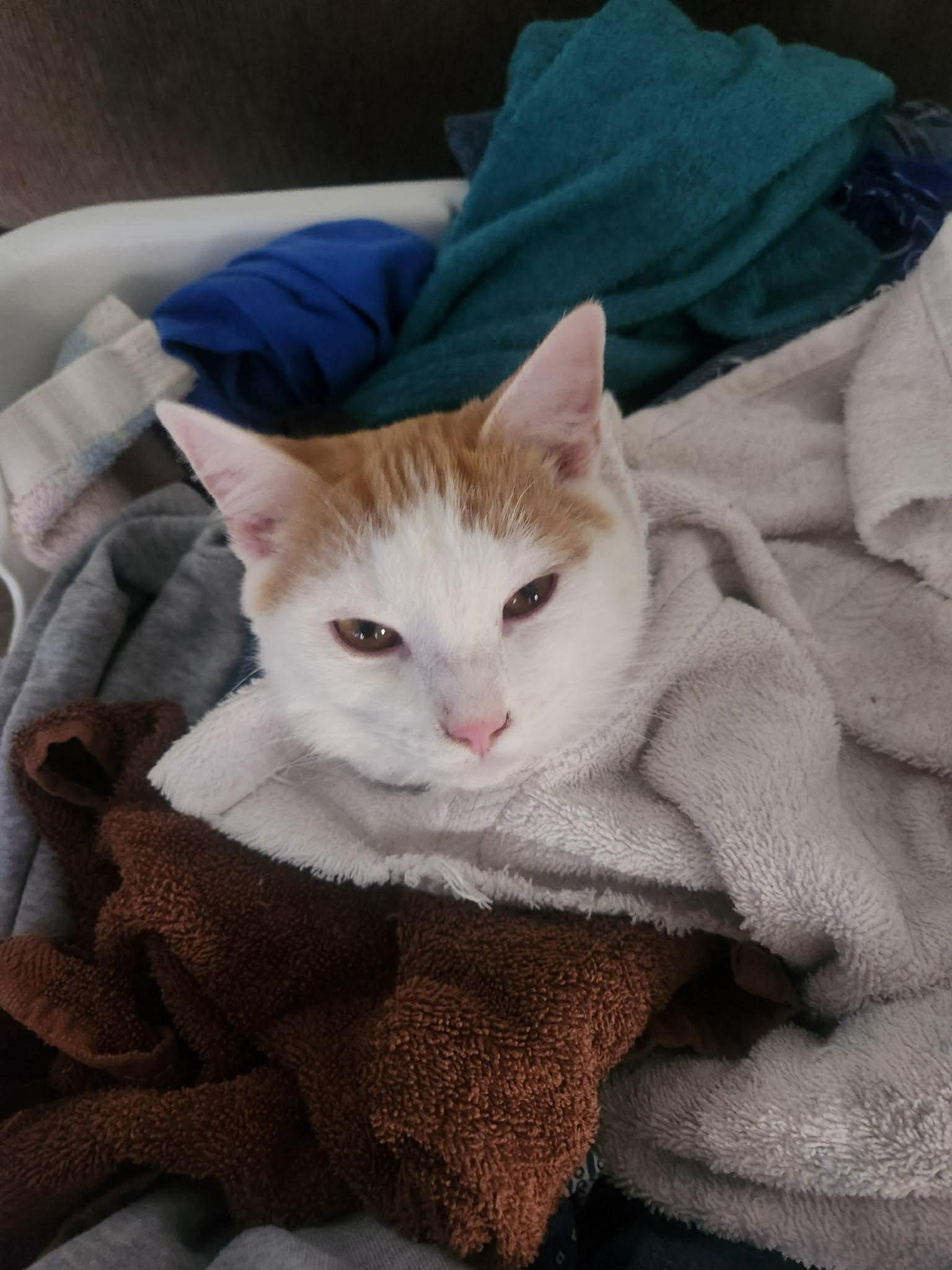 Jake, Adoptable, Kitten Male Domestic Short Hair.