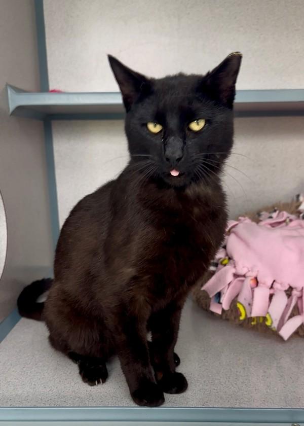 Enlarge Tux, a Adoptable mixed breed in Skillman, NJ image 1/1