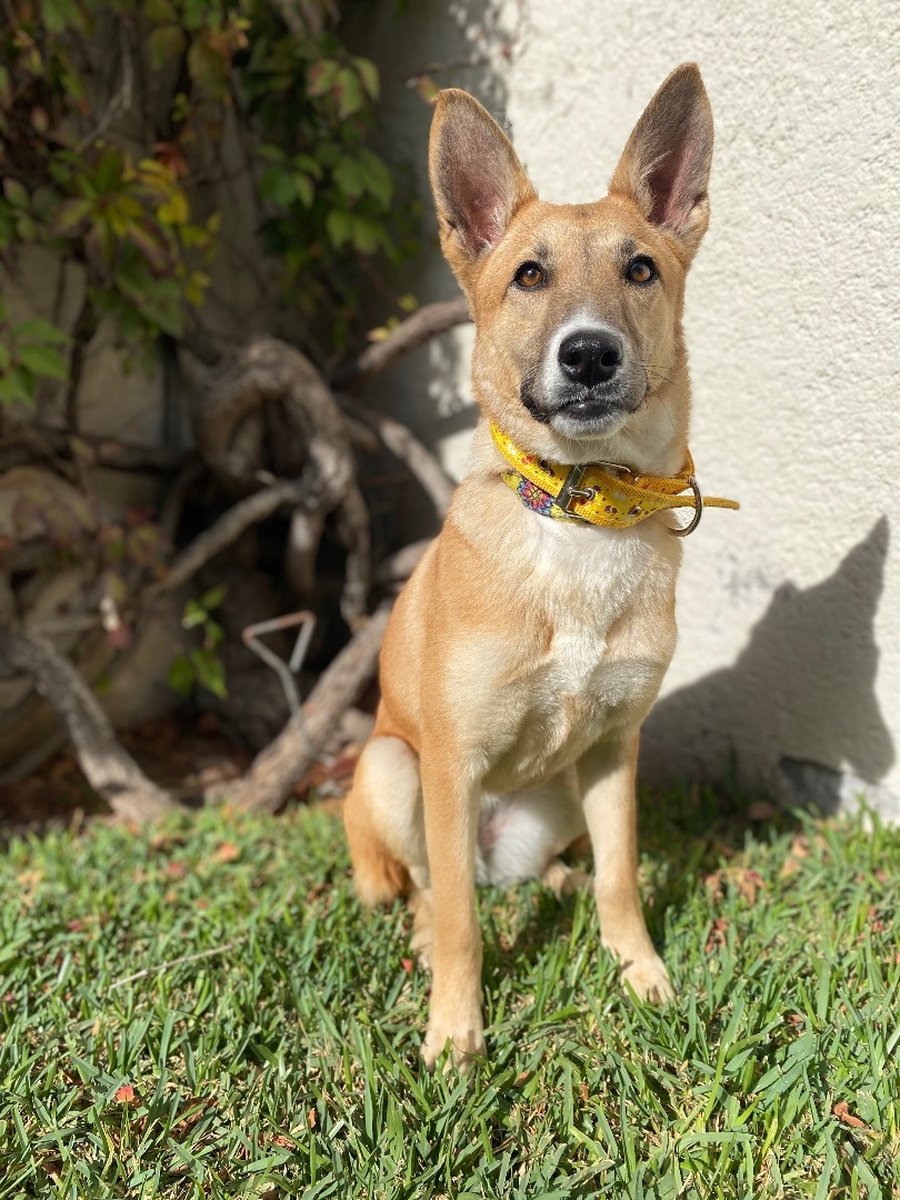 Bombon, Adoptable, Puppy Female German Shepherd Dog & Mixed Breed.