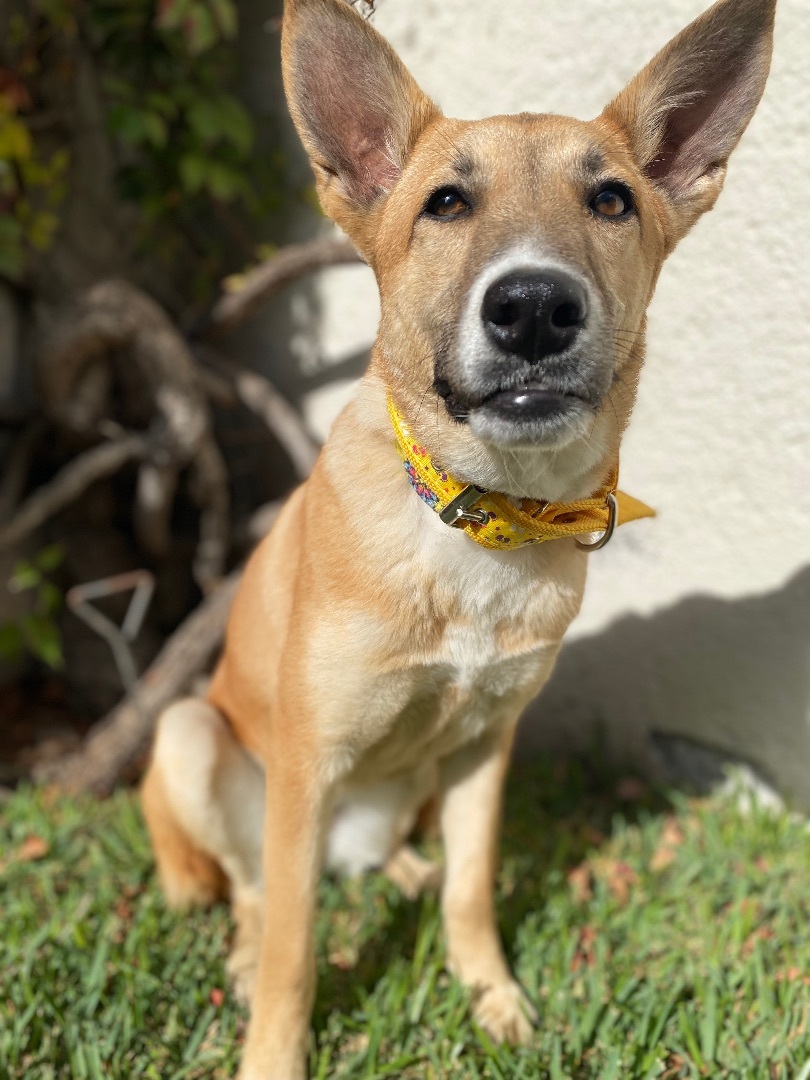 Enlarge Bombon, a Adoptable mixed breed in Wilmington , DE image 5/7