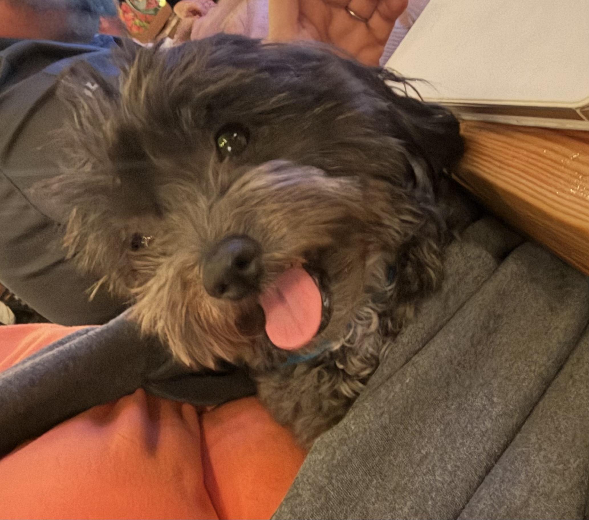 Kirby, adoptable, Adult Male Havanese & Miniature Poodle.